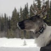 Reconquering the rockies - Caribou - 43'