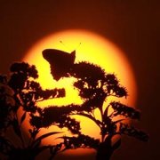 Migration secrètes - Papillon Belle Dame