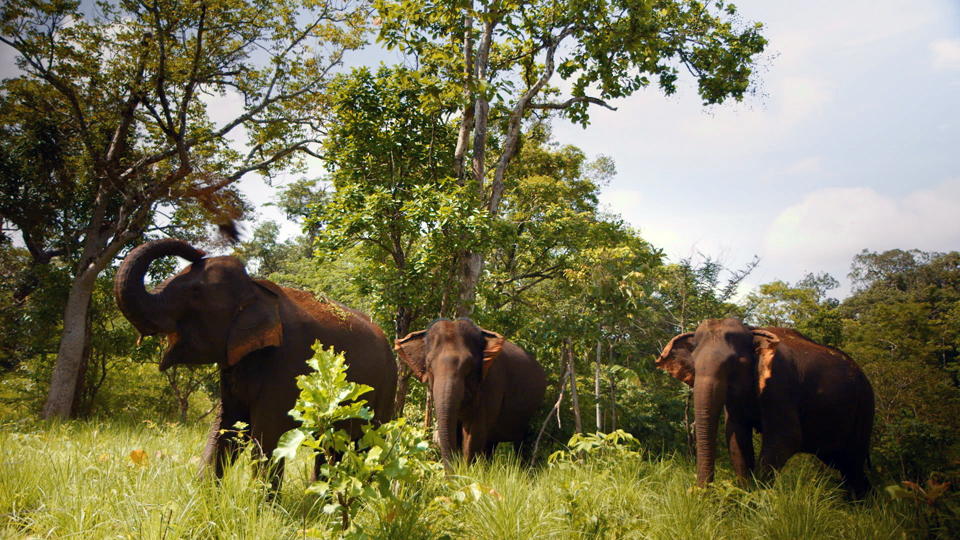 The wedding of the elephants