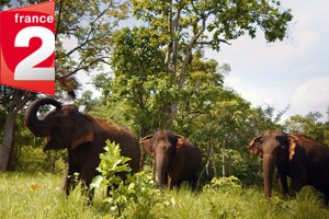 “The wedding of the elephants” on FRANCE 2