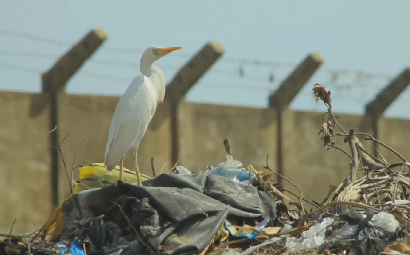 Afrique : La guerre des sacs plastiques