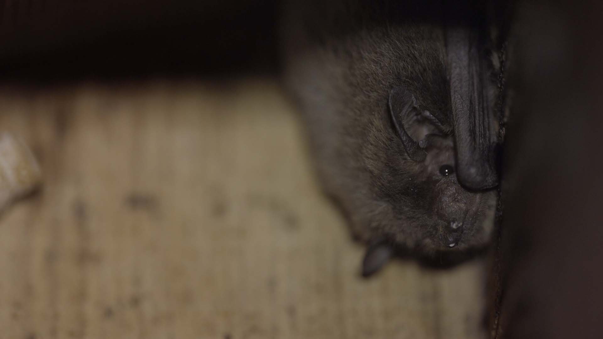 Migrations secrètes – La chauve-souris pipistrelle de Nathusius