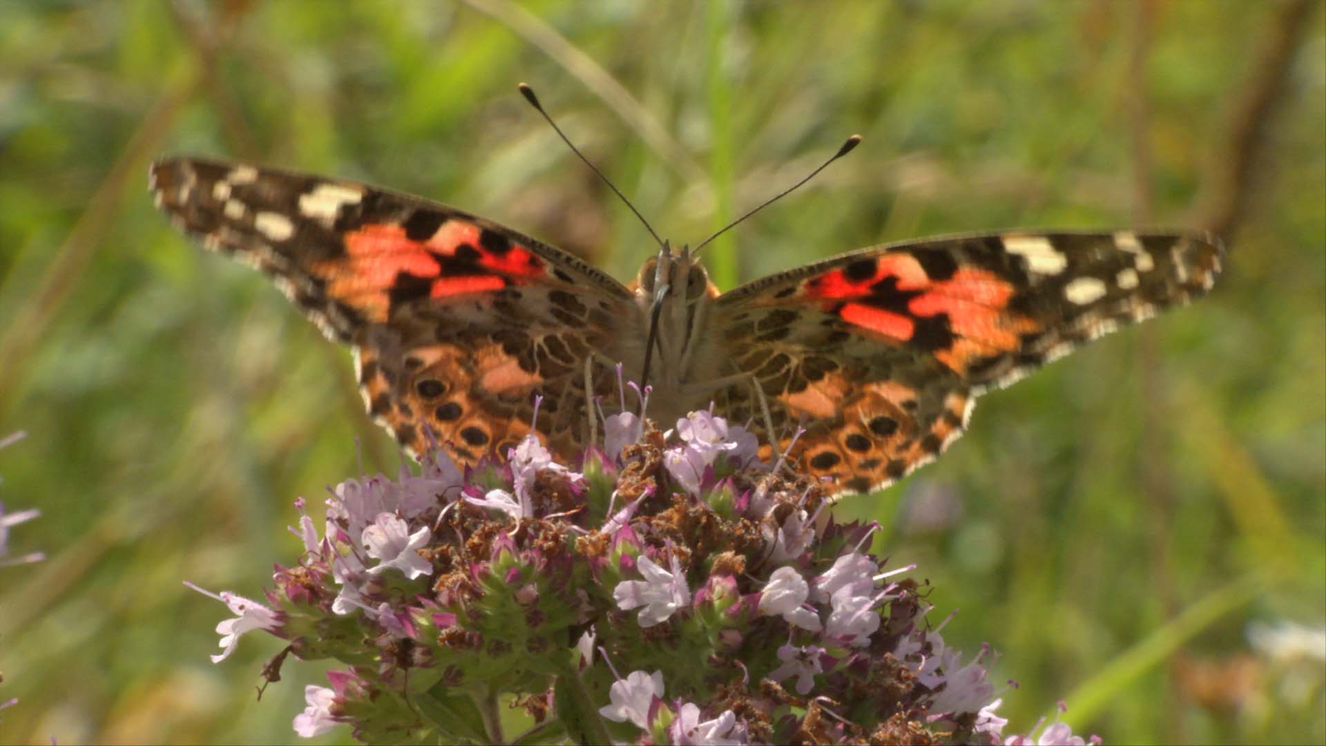 Migration secrètes – Papillon Belle Dame