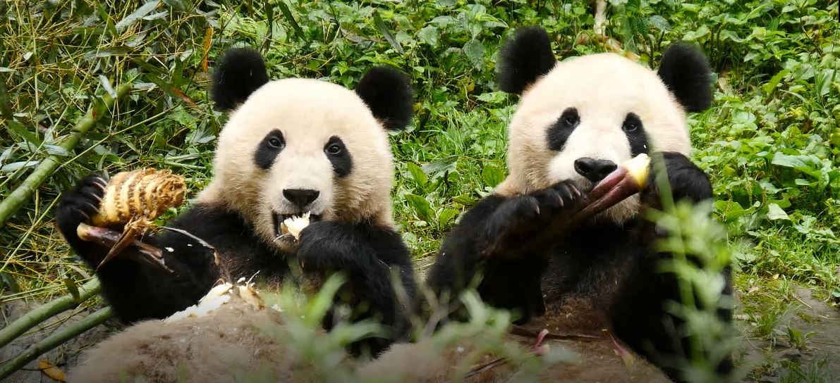 4 SAISONS AU ROYAUME DU PANDA GEANT