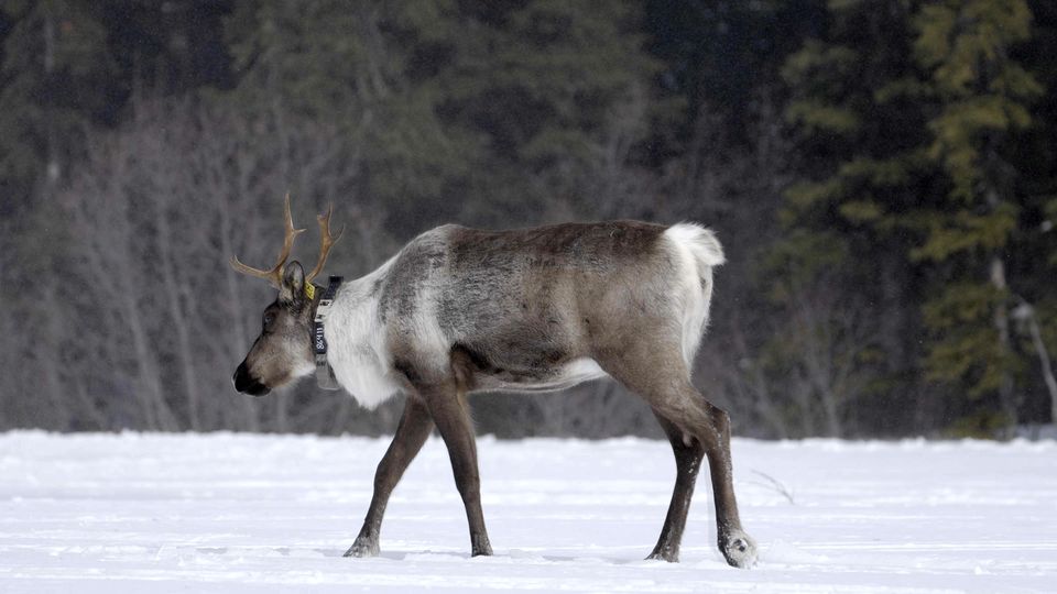 A la reconquête des rocheuses – Caribou – 43′