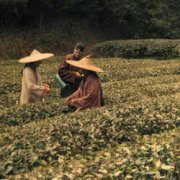 LES AVENTURES DE ROBERT FORTUNE ou comment le thé fut volé aux Chinois