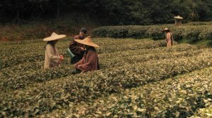 LES AVENTURES DE ROBERT FORTUNE ou comment le thé fut volé aux Chinois