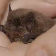 Migrations secrètes - La chauve-souris pipistrelle de Nathusius