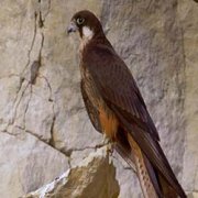 Secret Migrations - Eléonora's Falcon