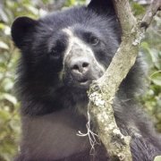 The Secret Life of the Spectacled Bear